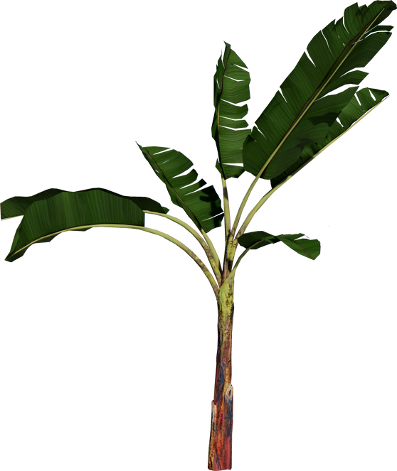 Banana tree plant cutout